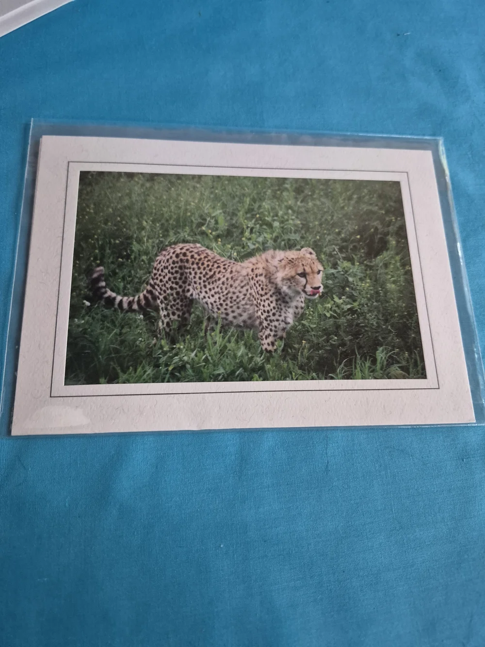 Cheetah Giraffe Waterbuck Family Original Photos Africa Lot of 3 Joanne Potter